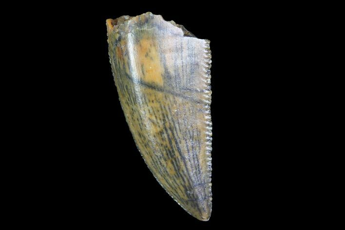 Serrated, Raptor Tooth - Morocco #74425